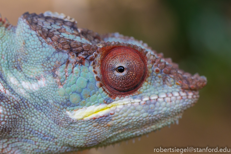 chameleon tail